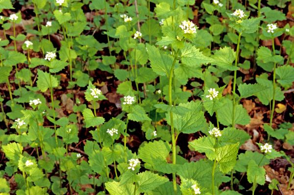 Garlic Mustard Removal in New Albany