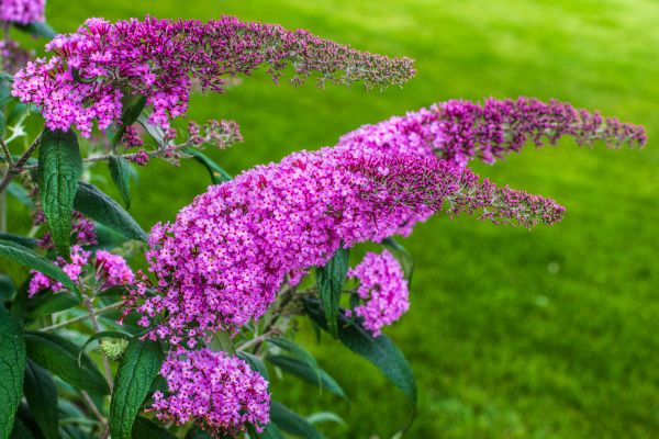 Butterfly Bush Removal in New Albany