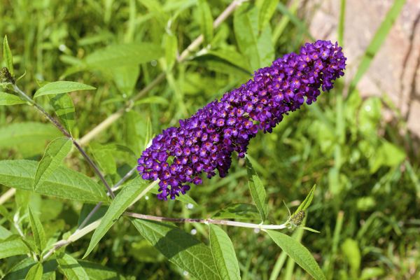 Butterfly Bush Pruning in New Albany