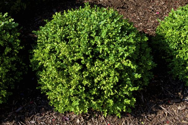 Boxwood Removal in New Albany