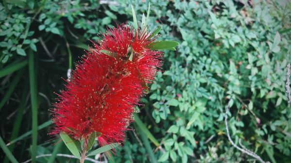 Bottlebrush Pruning in New Albany
