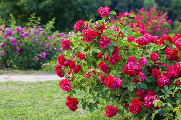 Shrub Trimming in New Albany