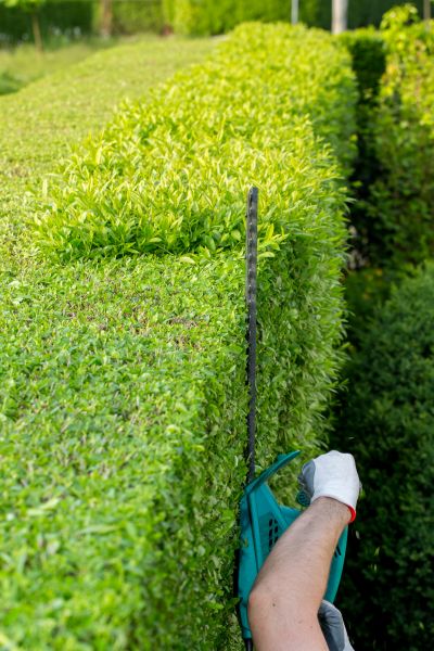 Hedge Trimming in New Albany