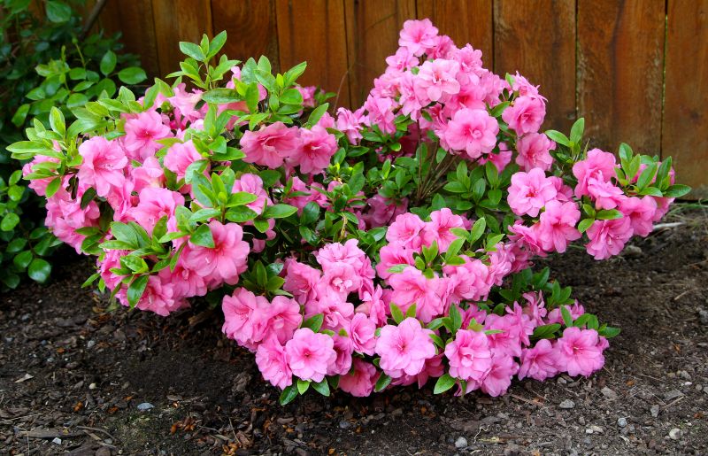 Azalea Pruning
