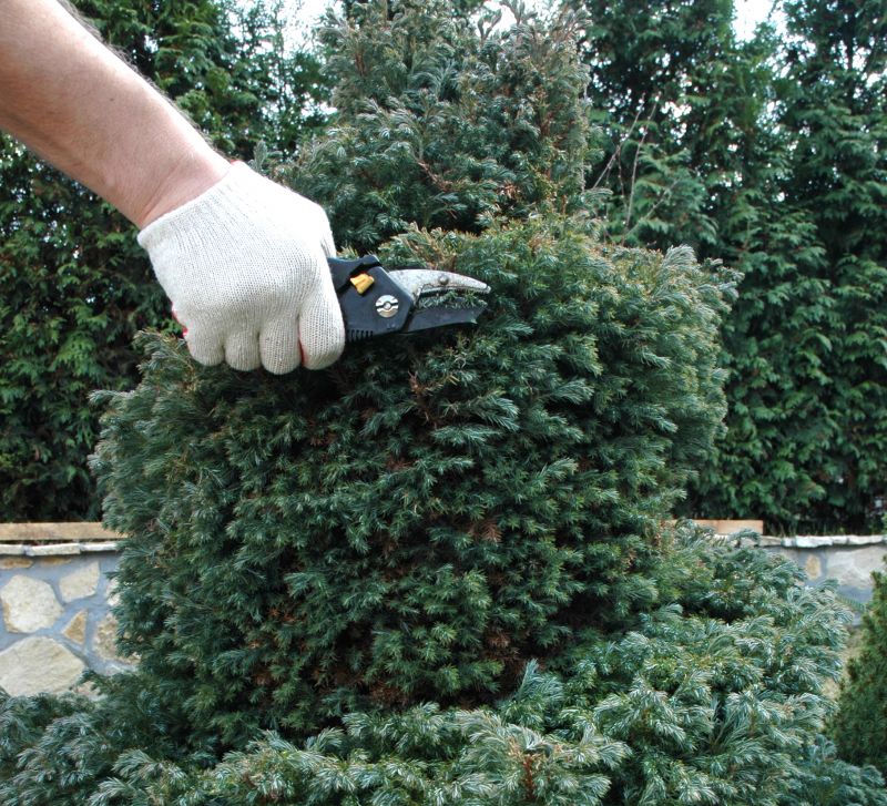 Winter Dormant Pruning