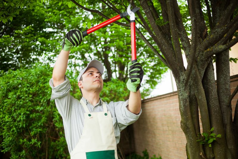 Hiring a Certified Arborist